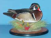 Wood Duck Drake